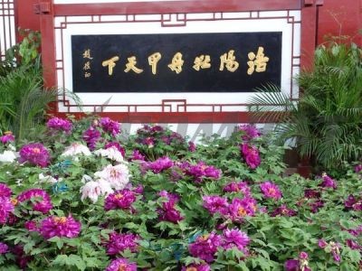 Luoyang Combat invites you to enjoy the Peony Flower Festival together
